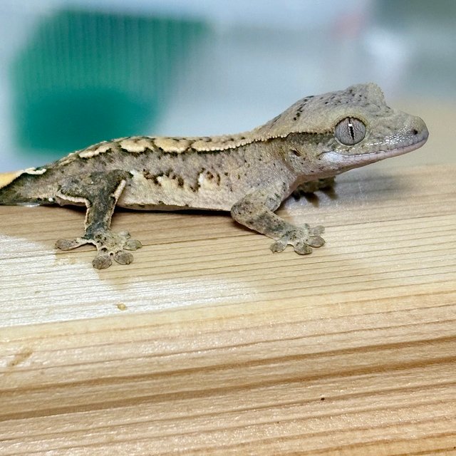 노멀 옐로우 크림 크림시클