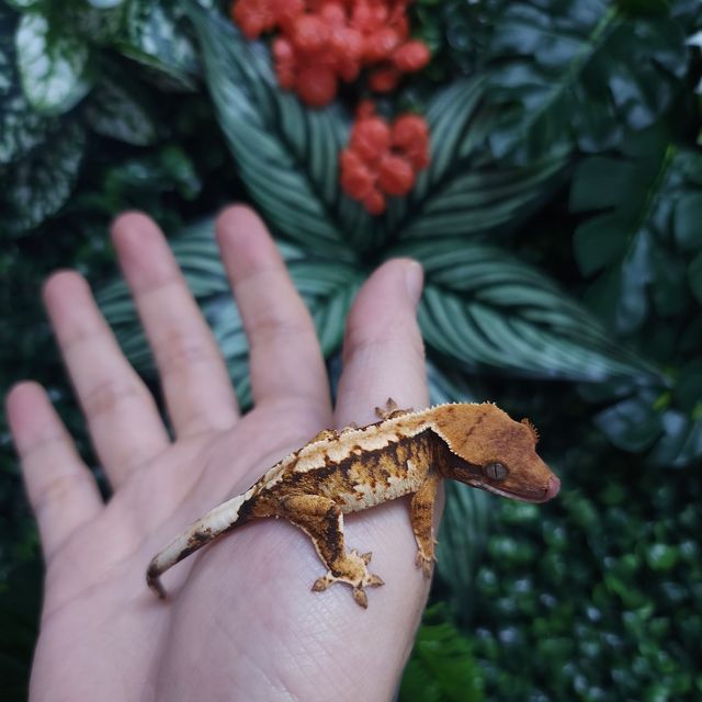 트라이 할리퀸 텐저린