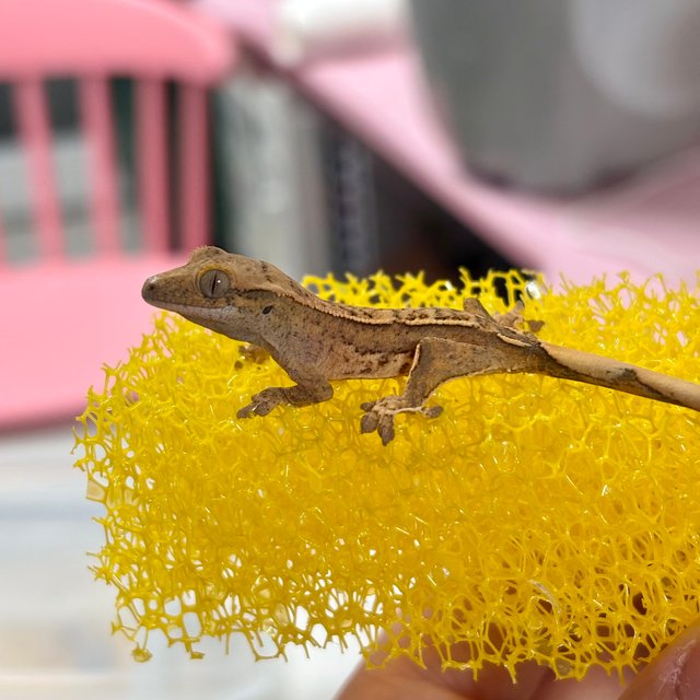 노멀 크림 크림시클