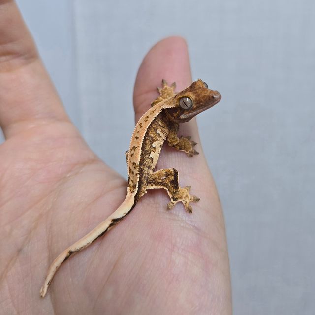 트라이