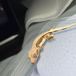 릴리화이트 핀스트라이프