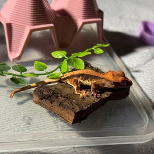 할리퀸 릴리화이트