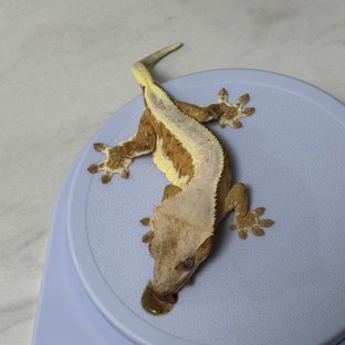 자두