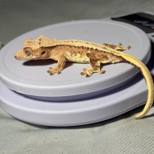 노멀 플레임 크림