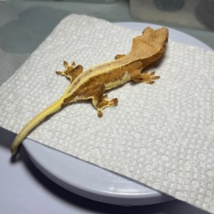 릴리화이트 할리퀸