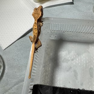 노멀 릴리화이트