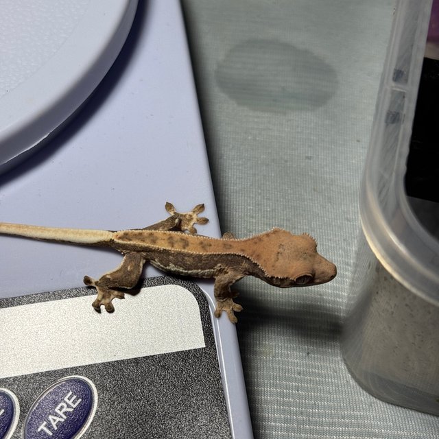 릴리화이트 핀스트라이프