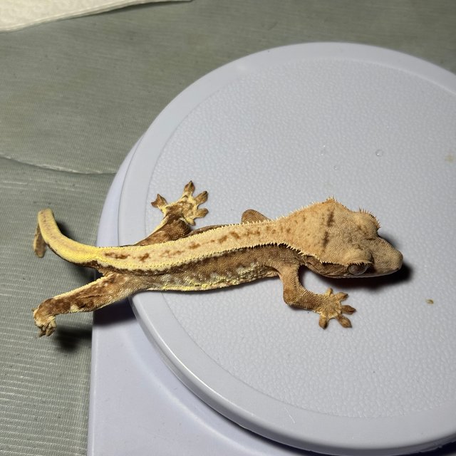 노멀 플레임 크림