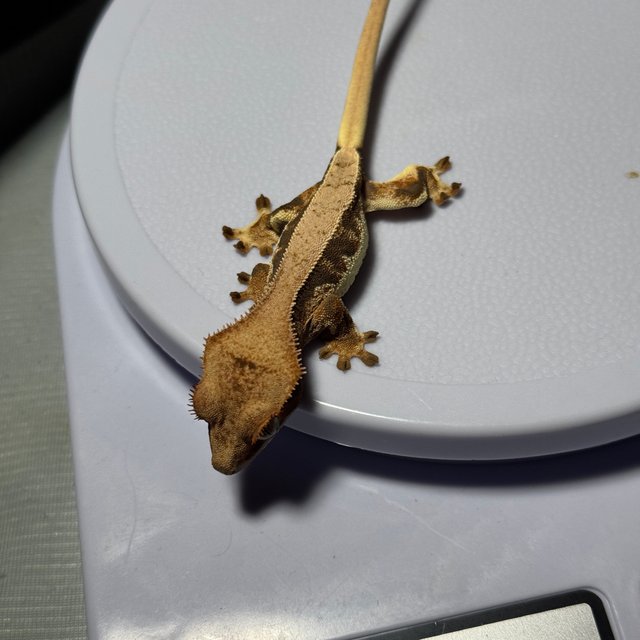 할리퀸 릴리화이트