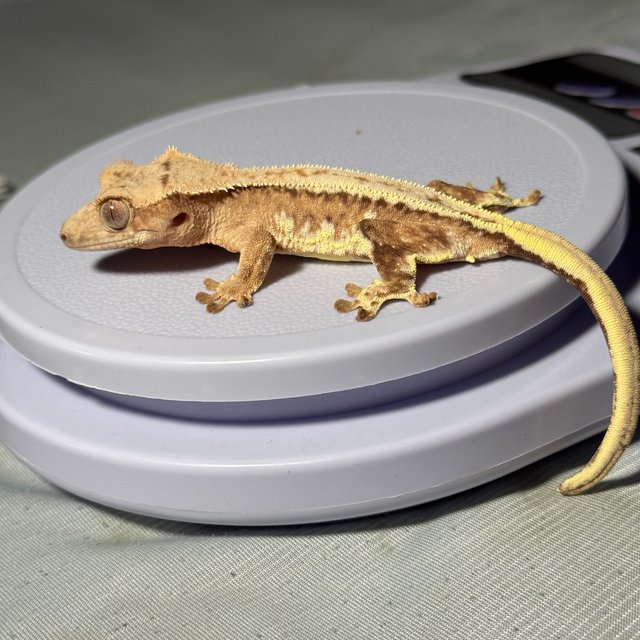 노멀 플레임 크림