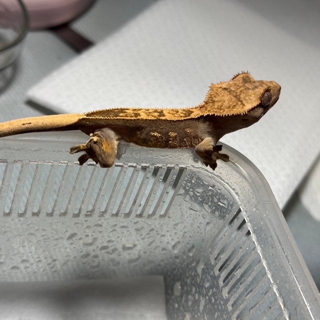 노멀 릴리화이트