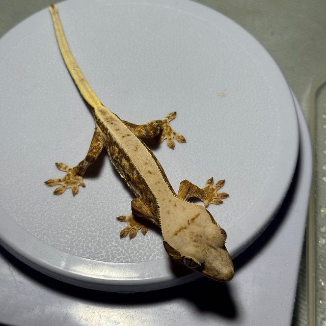 릴리화이트 노멀 할리퀸