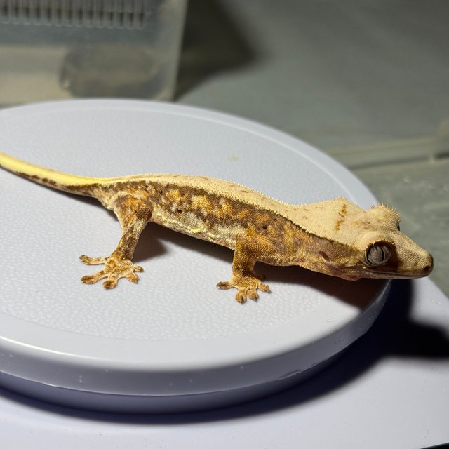 릴리화이트 노멀 할리퀸