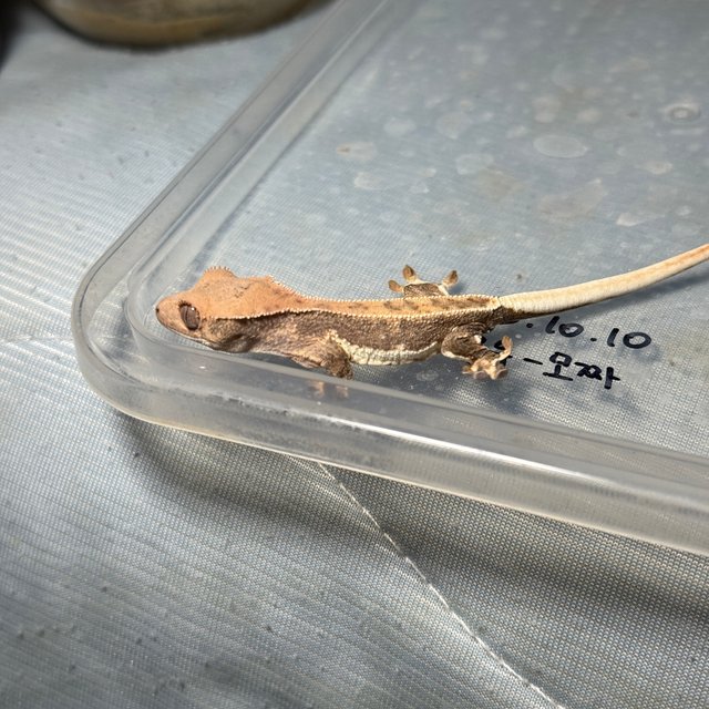 릴리화이트 핀스트라이프