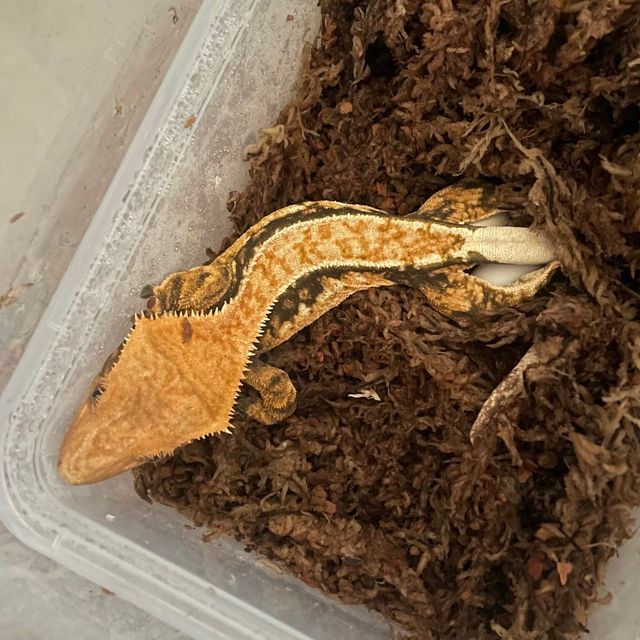 텐저린 핀스트라이프 할리퀸