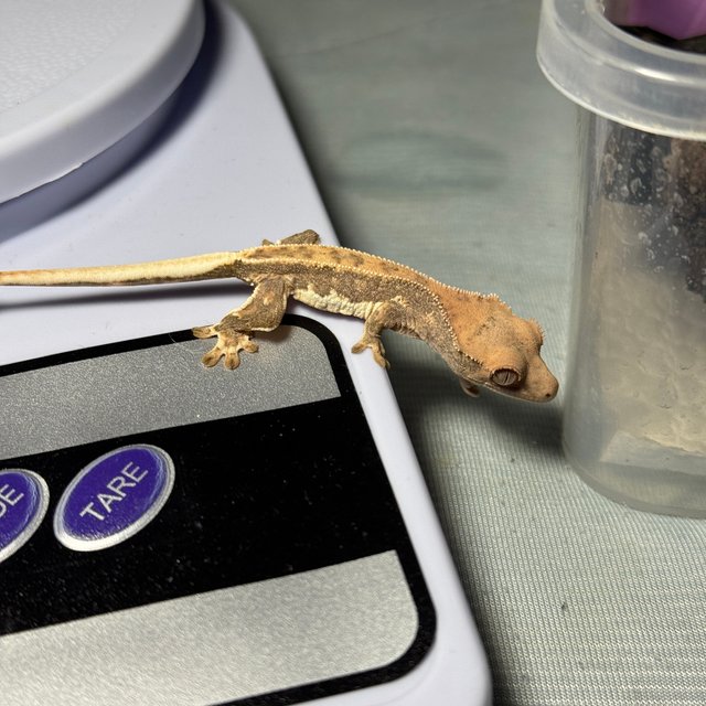 릴리화이트 핀스트라이프