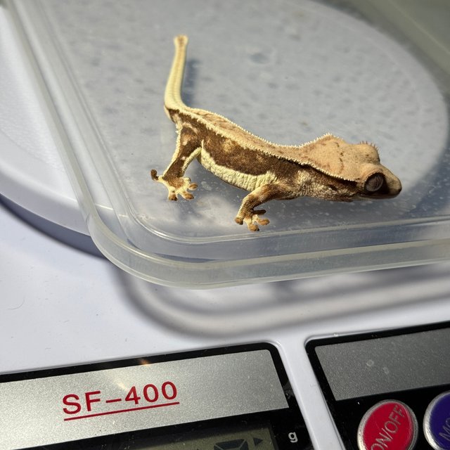 릴리화이트 핀스트라이프