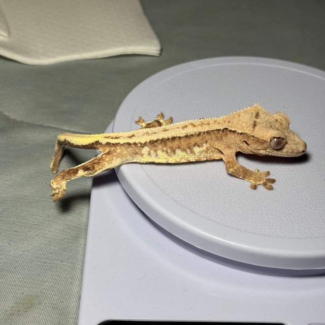 노멀 플레임 크림