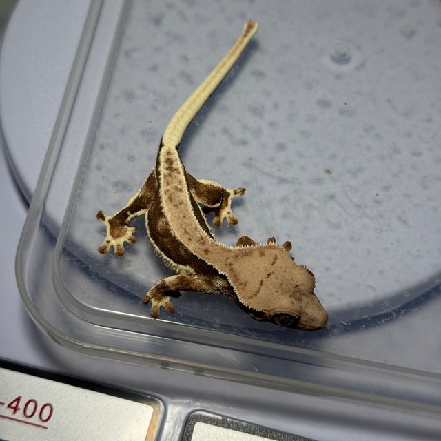 릴리화이트 핀스트라이프