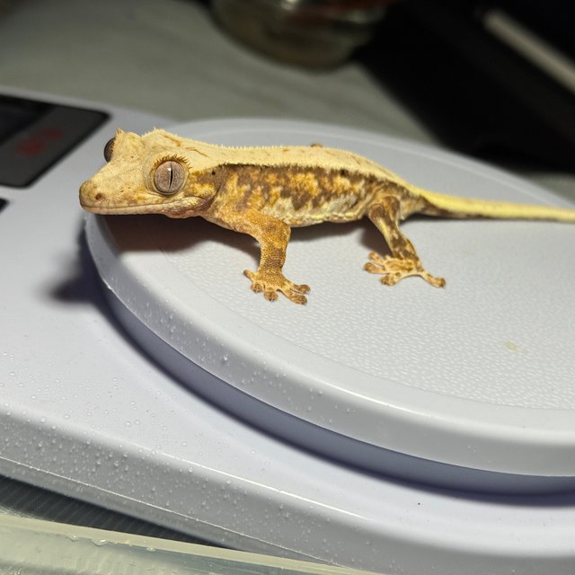 릴리화이트 노멀 할리퀸