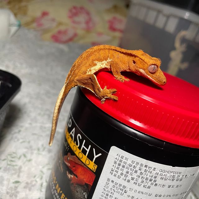 릴리화이트 팬텀 레드