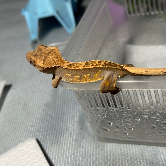 노멀 릴리화이트