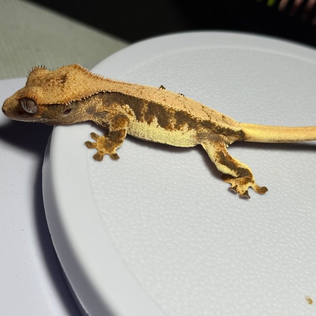 할리퀸 릴리화이트