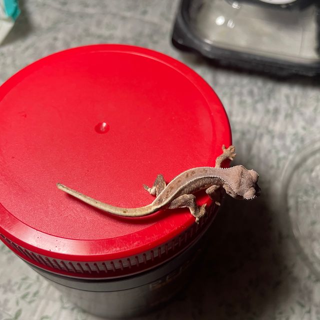 릴리화이트 프라푸치노