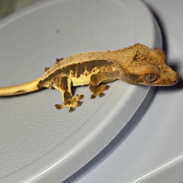 할리퀸 릴리화이트