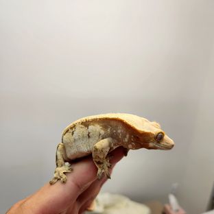 노멀 (모)
