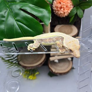 블리