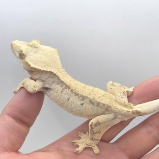 메인 논릴리(점1개)