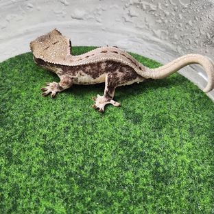 릴리화이트 크림 풀핀