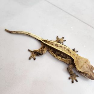 노멀 풀핀 쿼드 다크