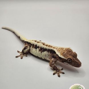 프라또