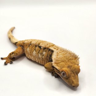 텐저린 풀커버 바브라인