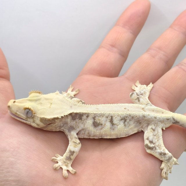 릴리화이트 크림