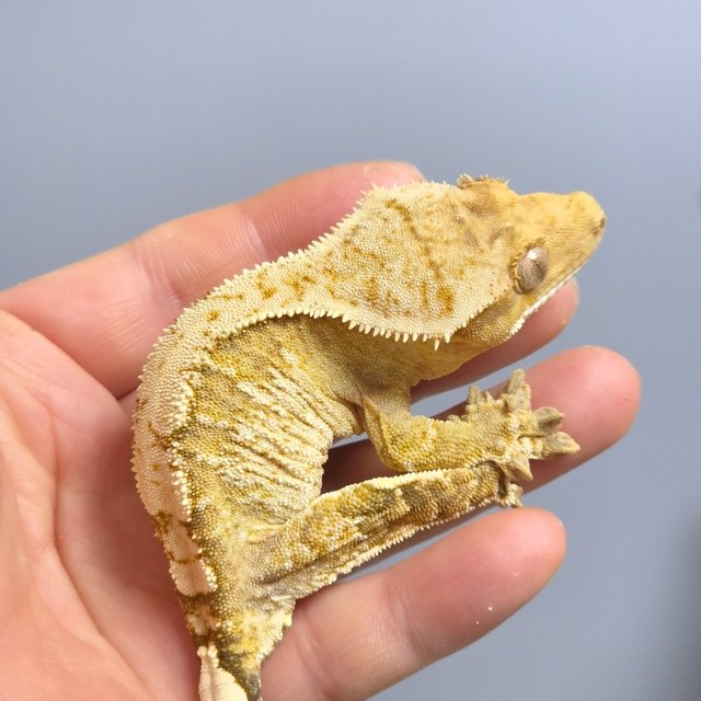 크림시클 옐로우