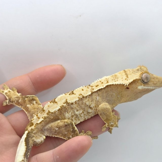 노멀 크림시클 옐로우