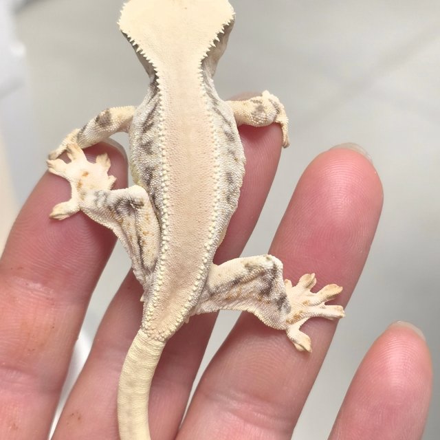 릴리화이트 솔리드백