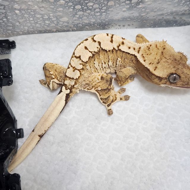 크림시클