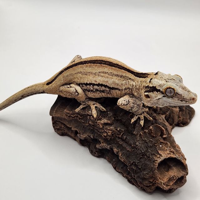스트라이프