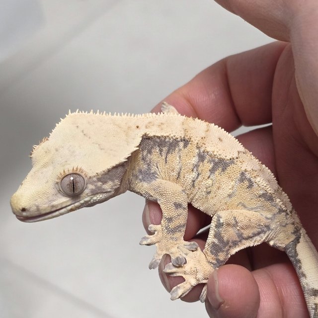 노멀 드리피 화이트스팟 텐저린