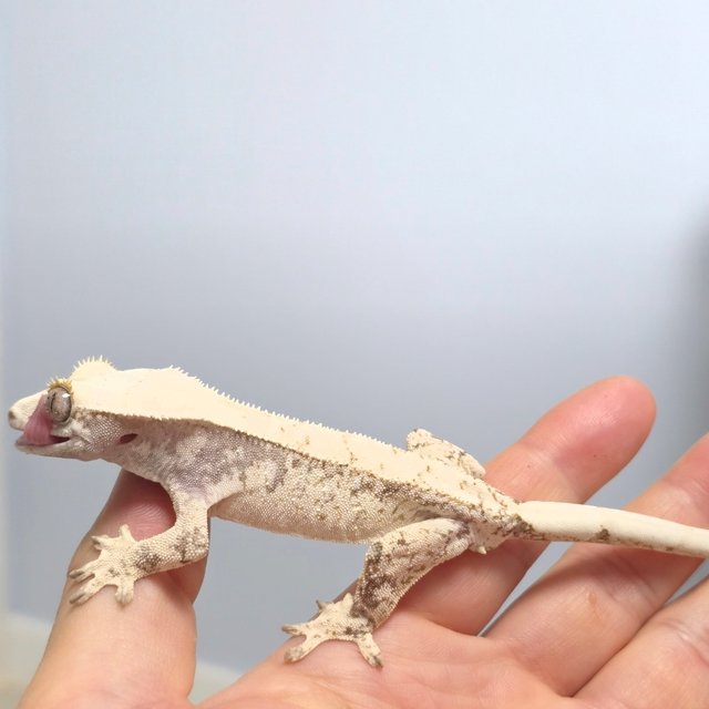 노멀 화이트스팟 드리피