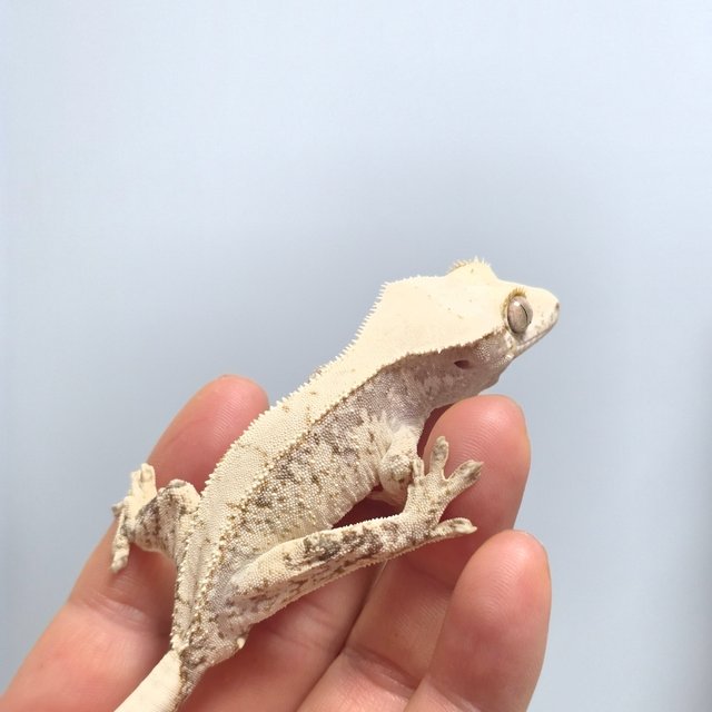 노멀 화이트스팟 드리피