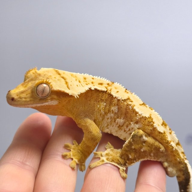 크림시클 옐로우