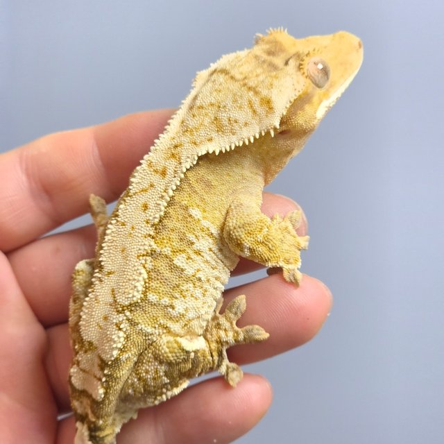 크림시클 옐로우