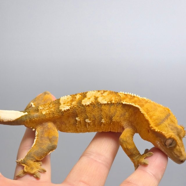 옐로우 텐저린 화이트포트홀 익스트림할리퀸