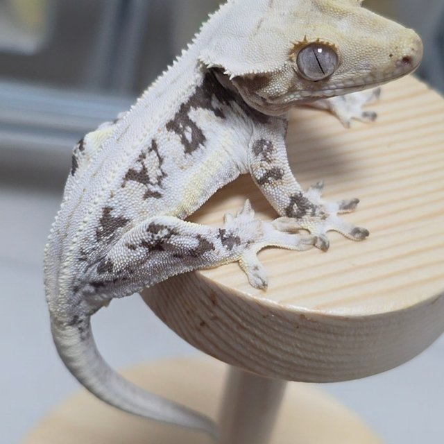 릴리화이트 솔리드백 크림 화이트