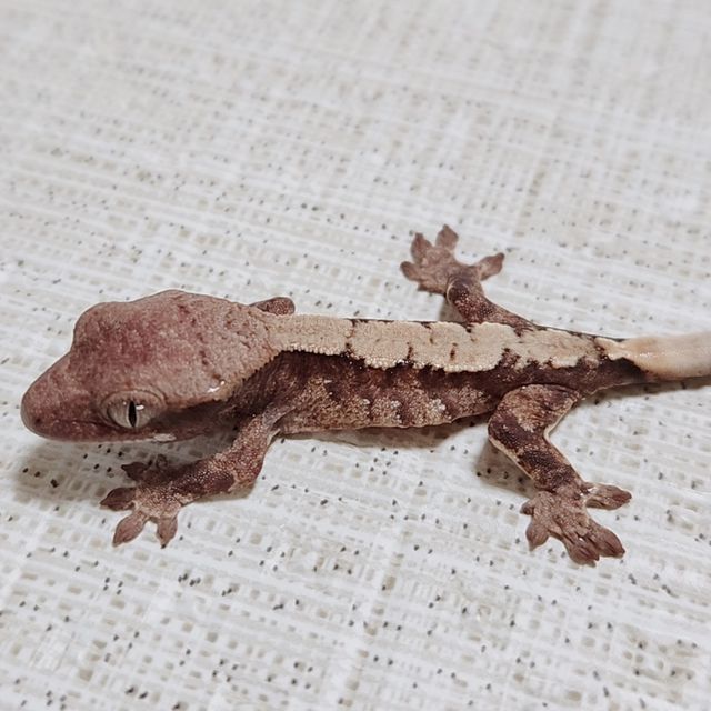 트라이 익스트림할리퀸